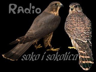Radio Soko i Sokolica - Dijaspora
